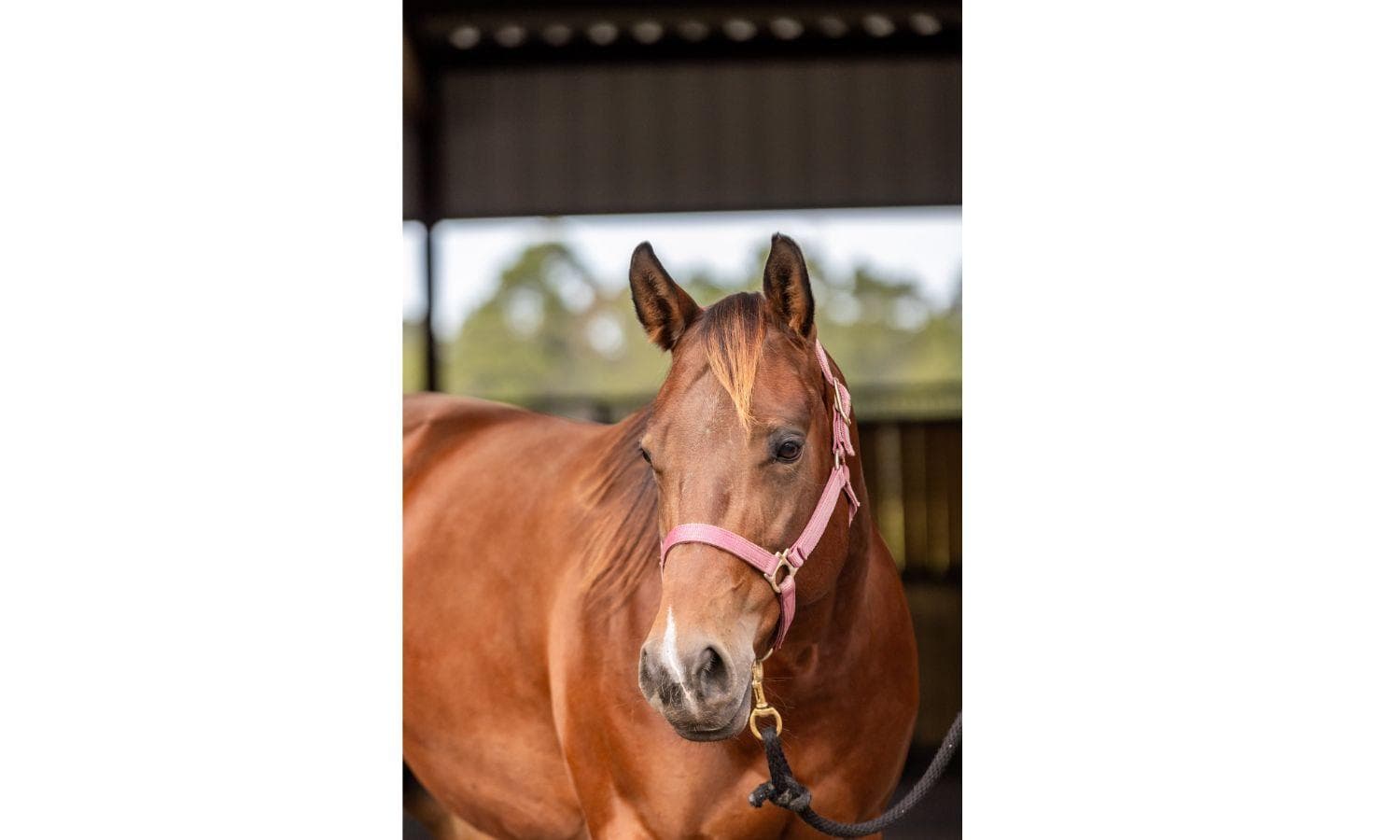 What to Do Until the Vet Arrives: Emergency Care for Horses