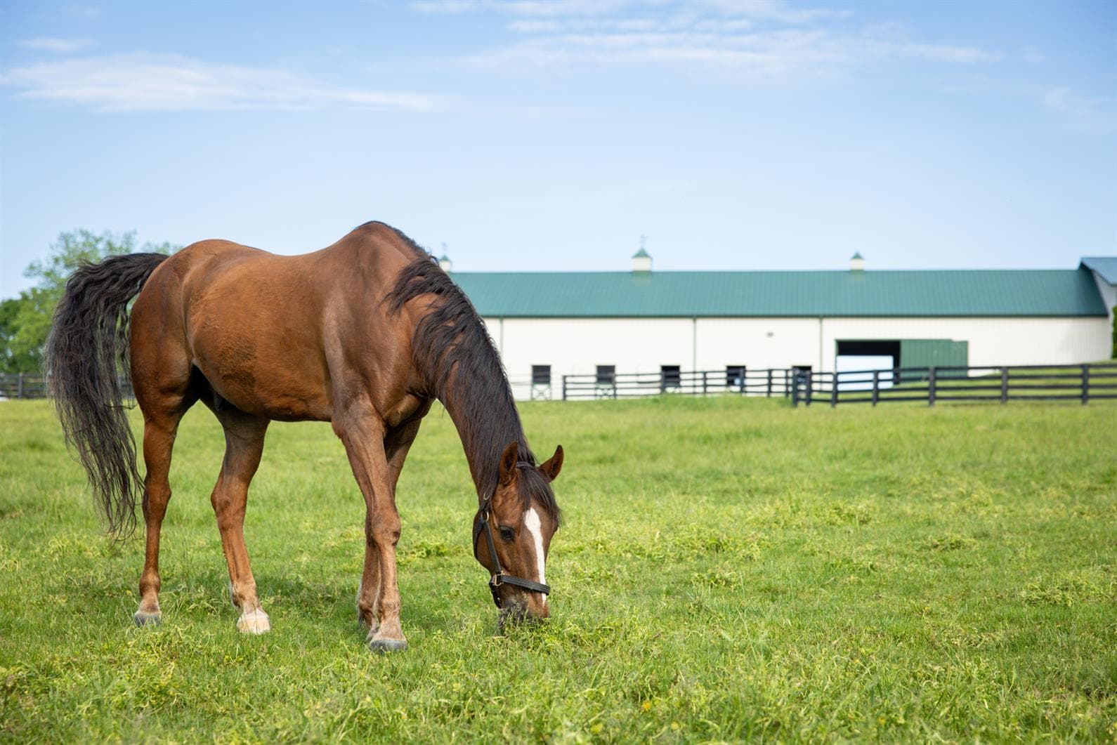 US Equestrian Releases New Guidance for Cetirizine and Methocarbamol